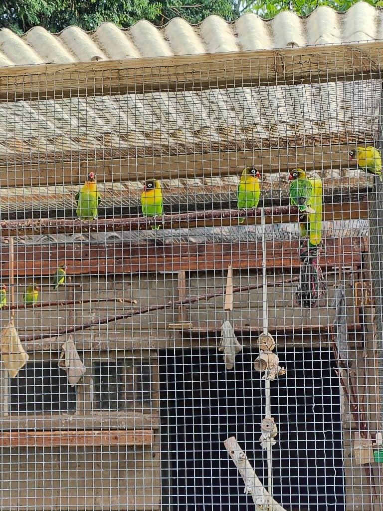 Zwartkop Dwergpapegaai, Dwergpapegaai of Agapornis