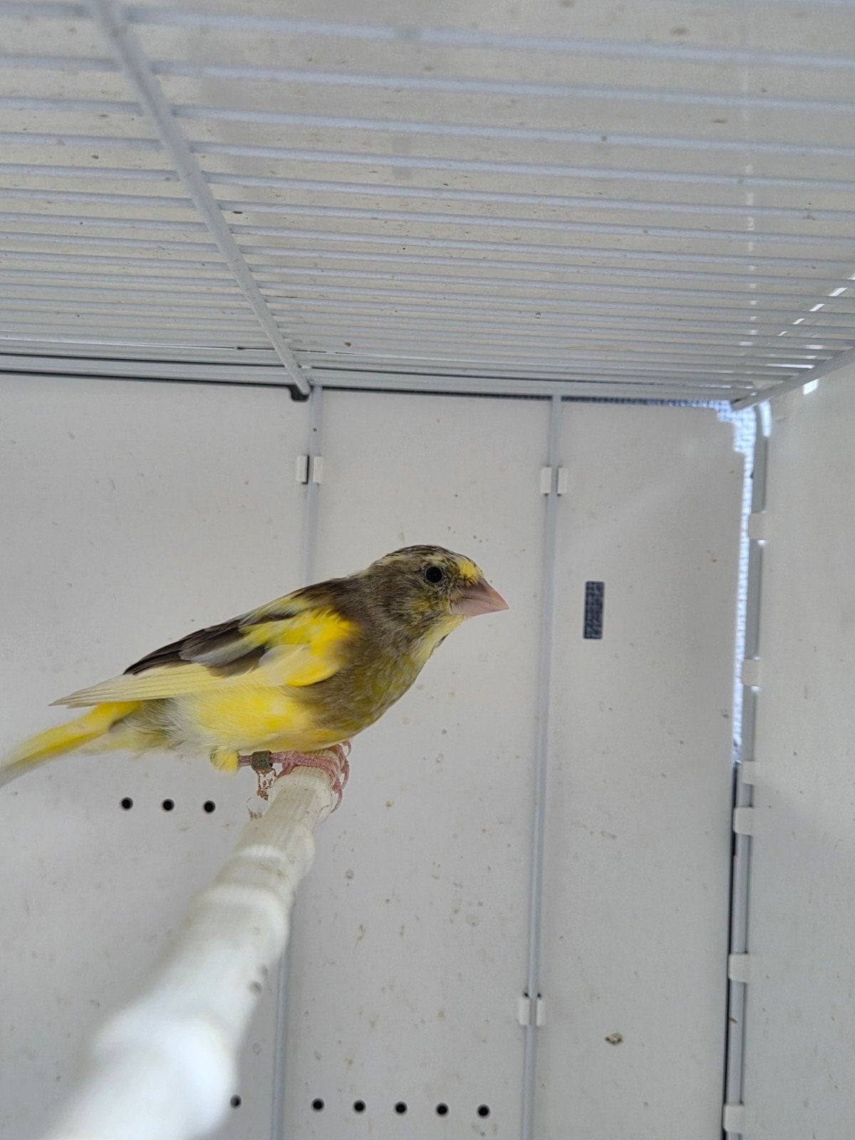 Bonte groenling 2026, Dieren en Toebehoren, Geslacht onbekend, Wildzangvogel, Geringd