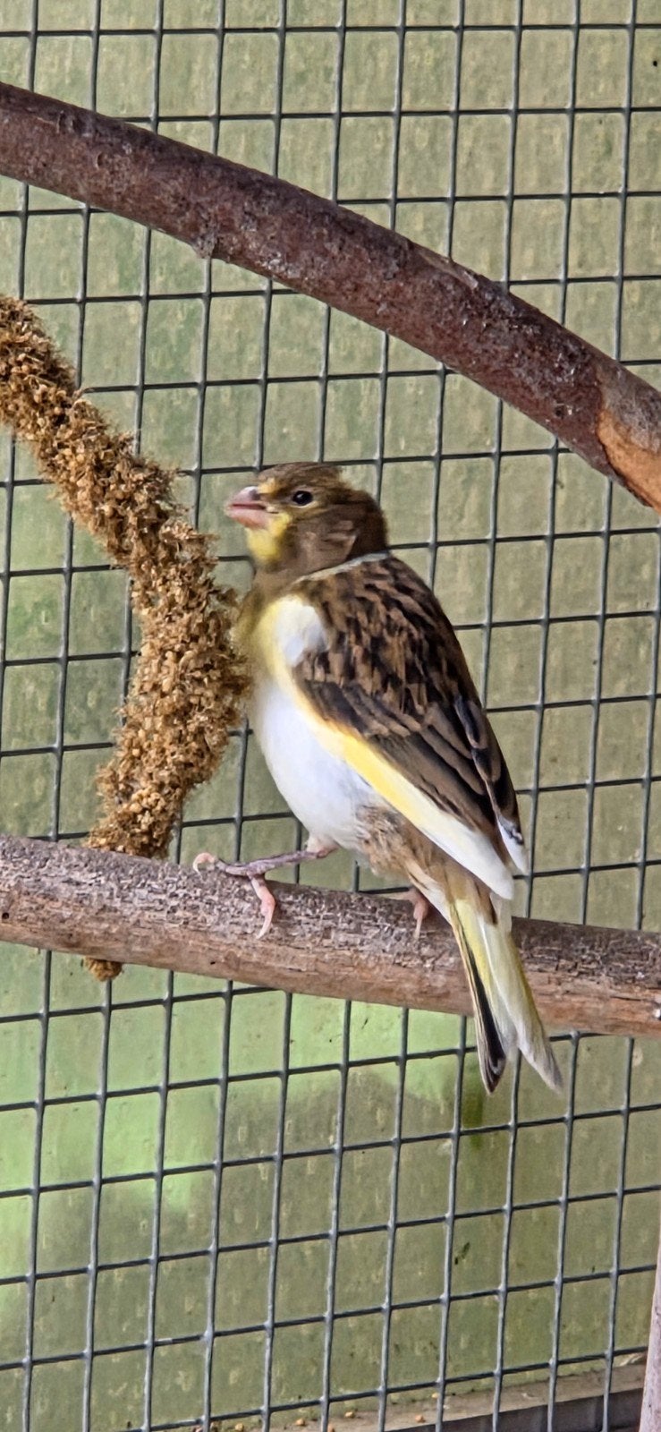 Jonge kanarie, Dieren en Toebehoren, Geslacht onbekend