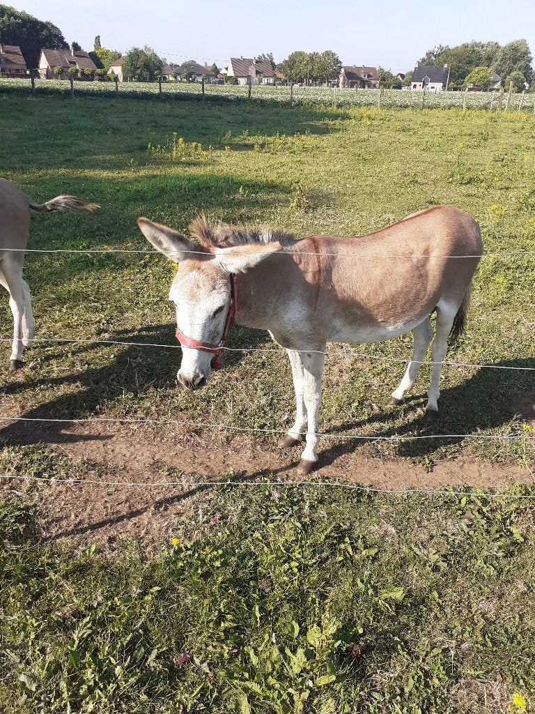 Ezel te koop, Dieren en Toebehoren, Juni, Mannelijk