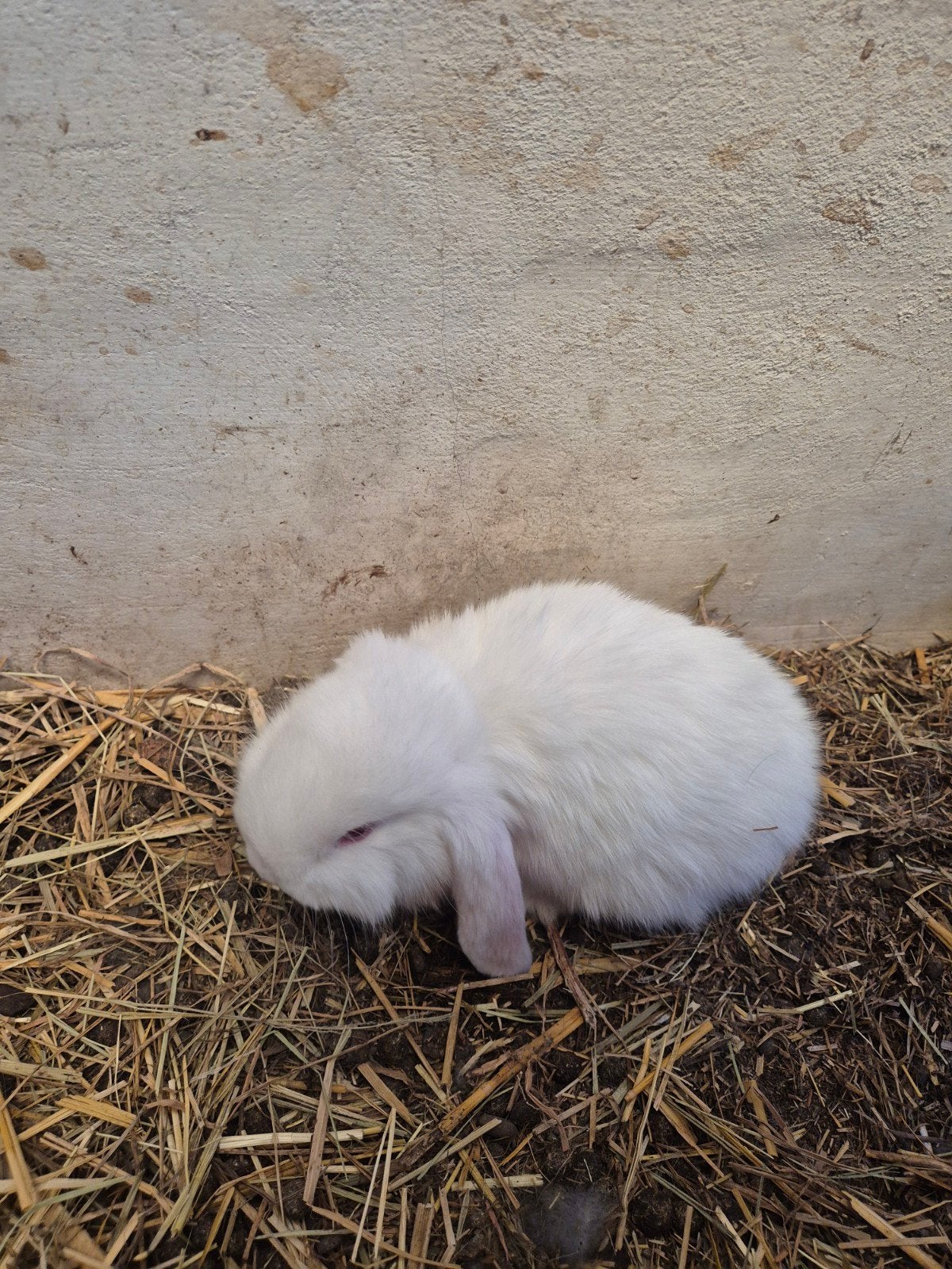 Franse hangoor rammelaar, Dieren en Toebehoren, Konijnen, Mannelijk, Groot, Hangoor, 0 tot 2 jaar