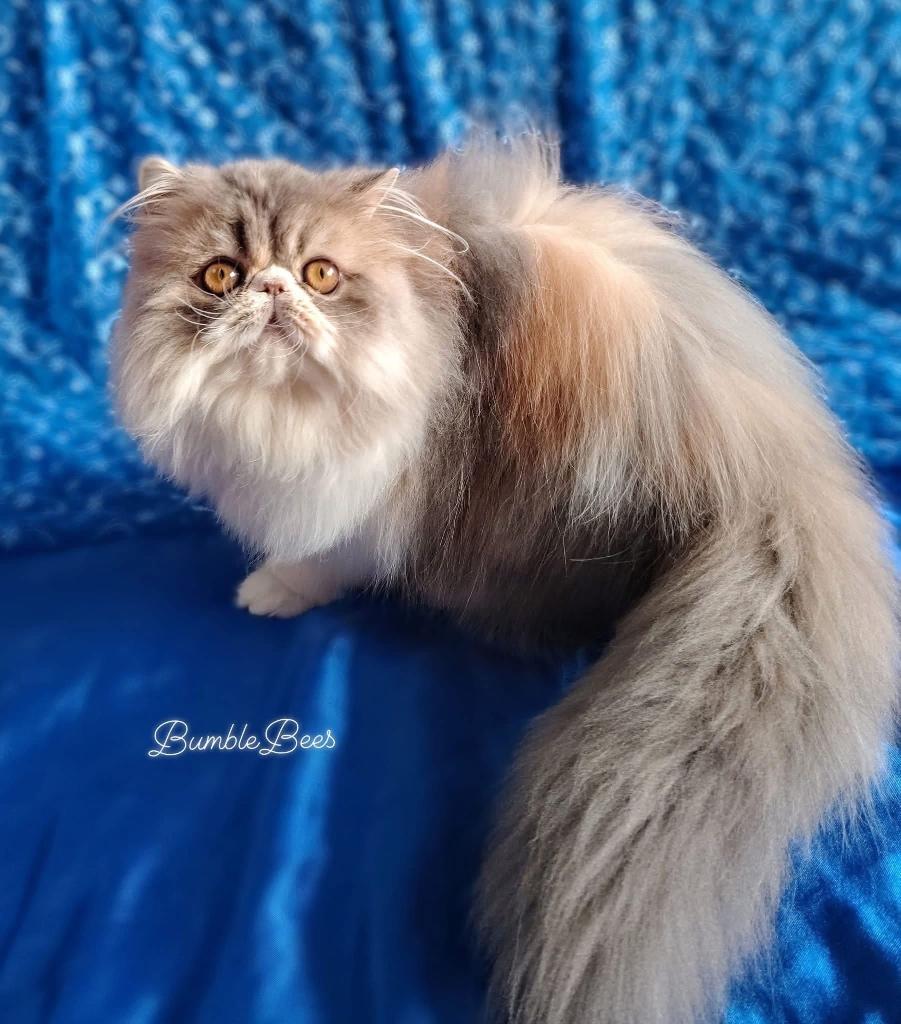 Smoothie zoekt een huisje, Dieren en Toebehoren, Katten en Kittens | Raskatten | Langhaar, Poes, 0 tot 2 jaar, Met stamboom, Gechipt