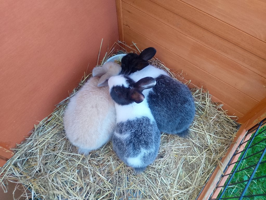 Konijnen, Dieren en Toebehoren, Groot, 0 tot 2 jaar
