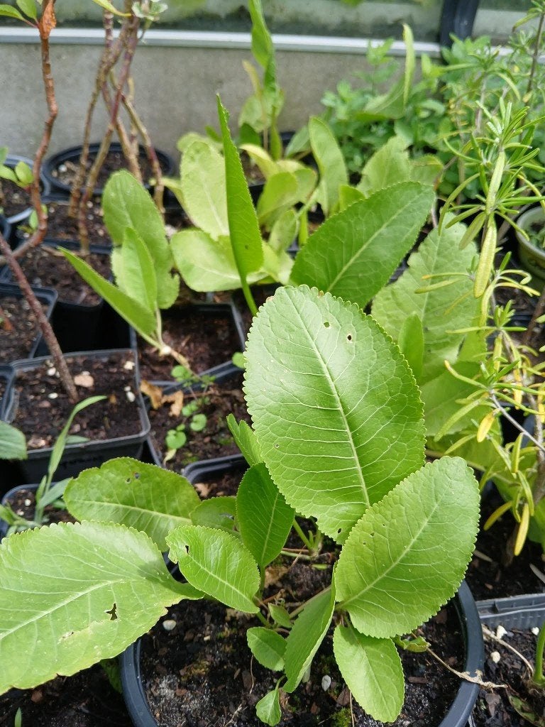 Mierikswortel, Tuin en Terras, Planten | Tuinplanten, Ophalen, Vaste plant, Kruiden, Halfschaduw