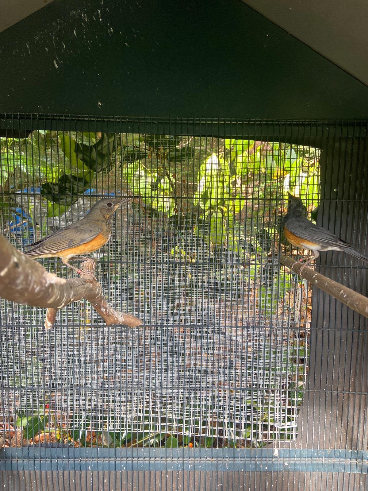 Grives à poitrine noire, Plusieurs animaux, Oiseau chanteur sauvage, Bagué
