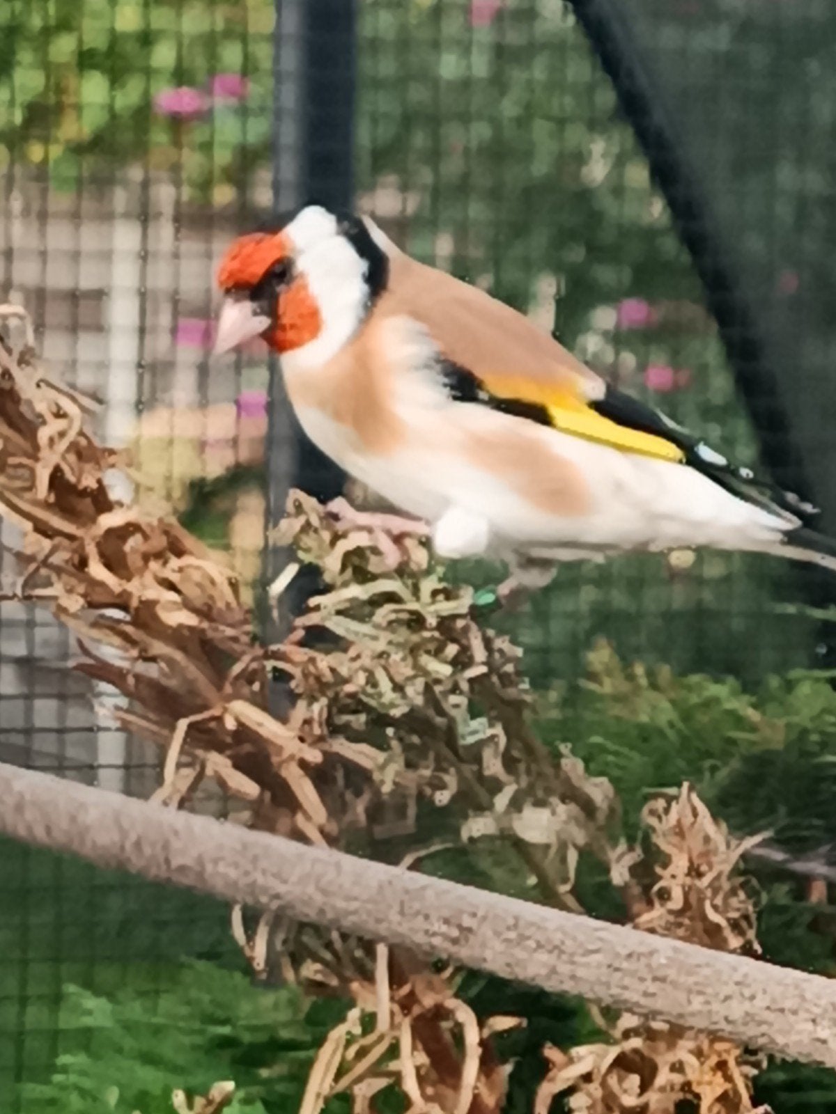 jonge majoor putter, Dieren en Toebehoren, Mannelijk, Wildzangvogel, Geringd