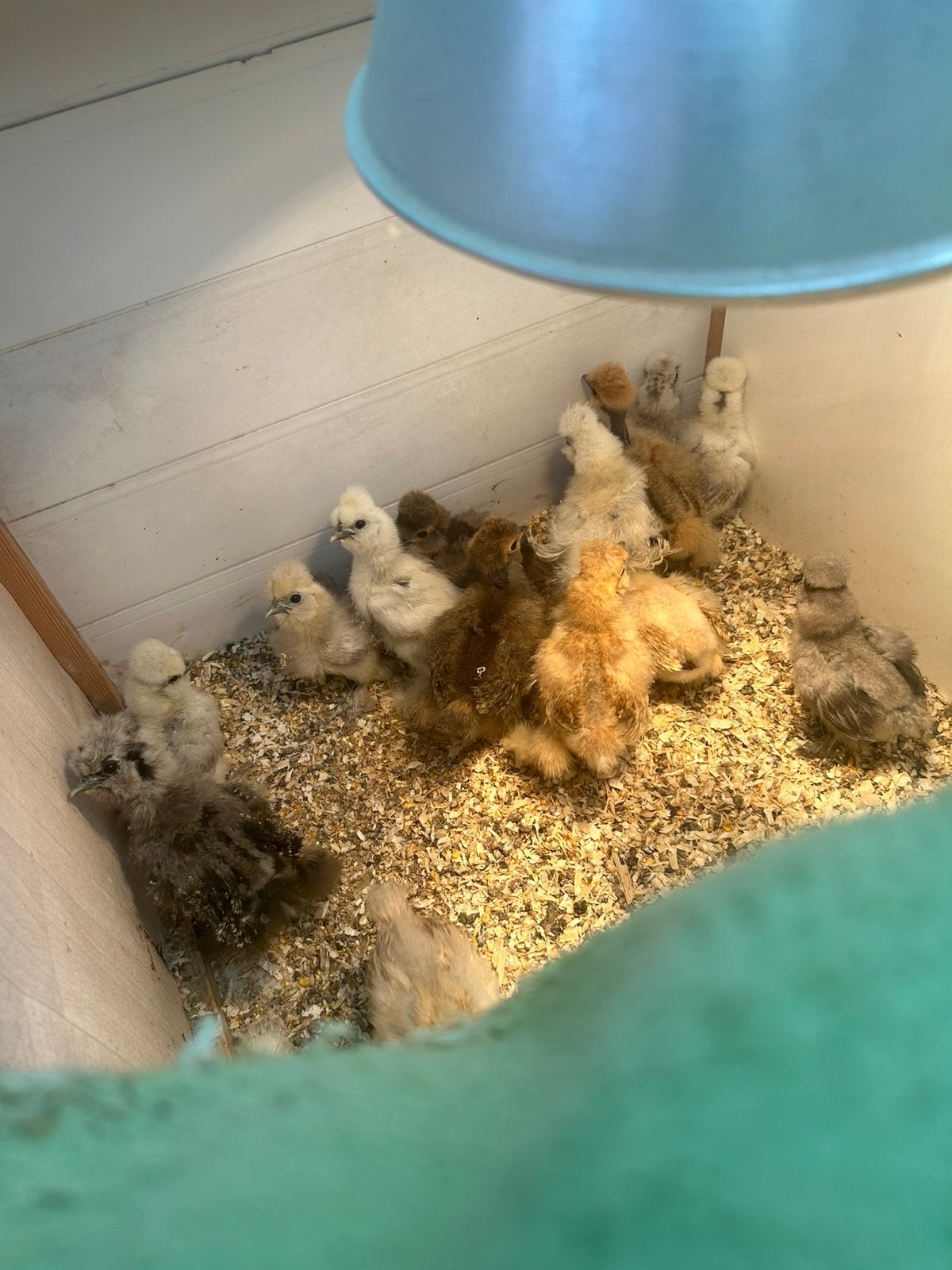 USA zijdehoender kuikens, Dieren en Toebehoren, Pluimvee