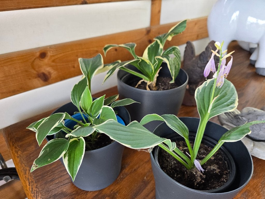 Lot van 3 hosta's =3st=3€, Ophalen, Vaste plant, Halfschaduw