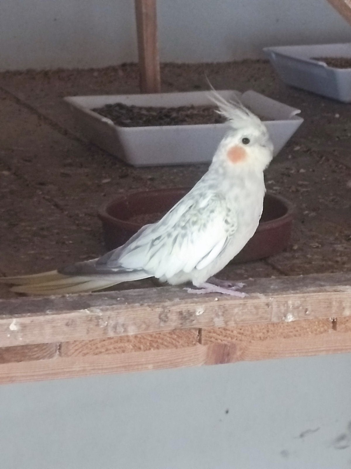 cockatiels, garçon