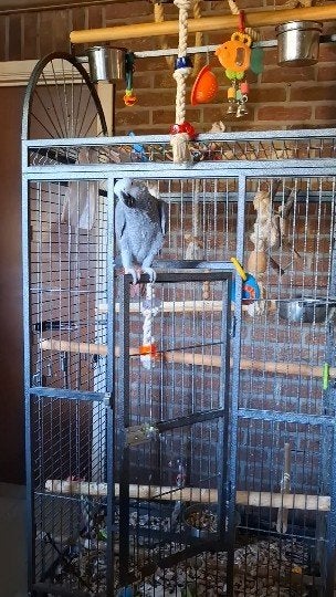queue rouge grise, Femelle, Perroquet, Parleur