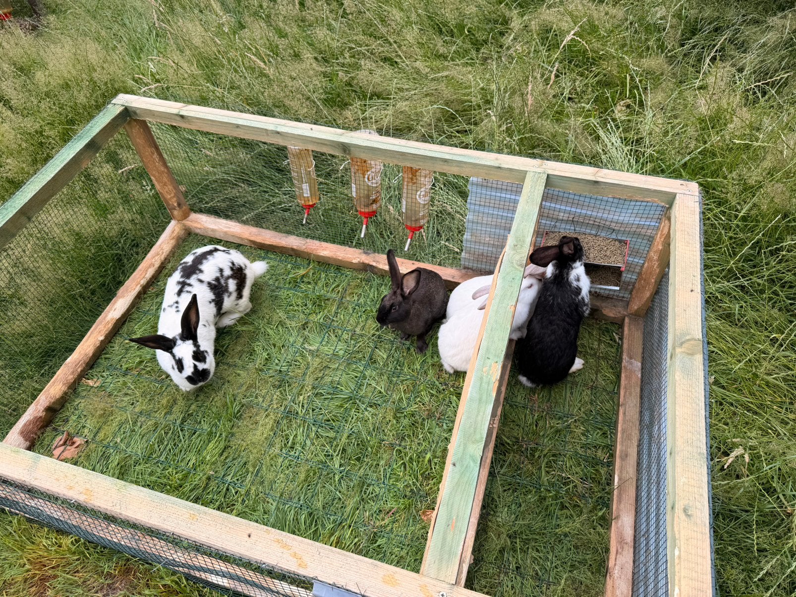 Konijnen te koop, “ reuzevlinder “, Meerdere dieren, 0 tot 2 jaar