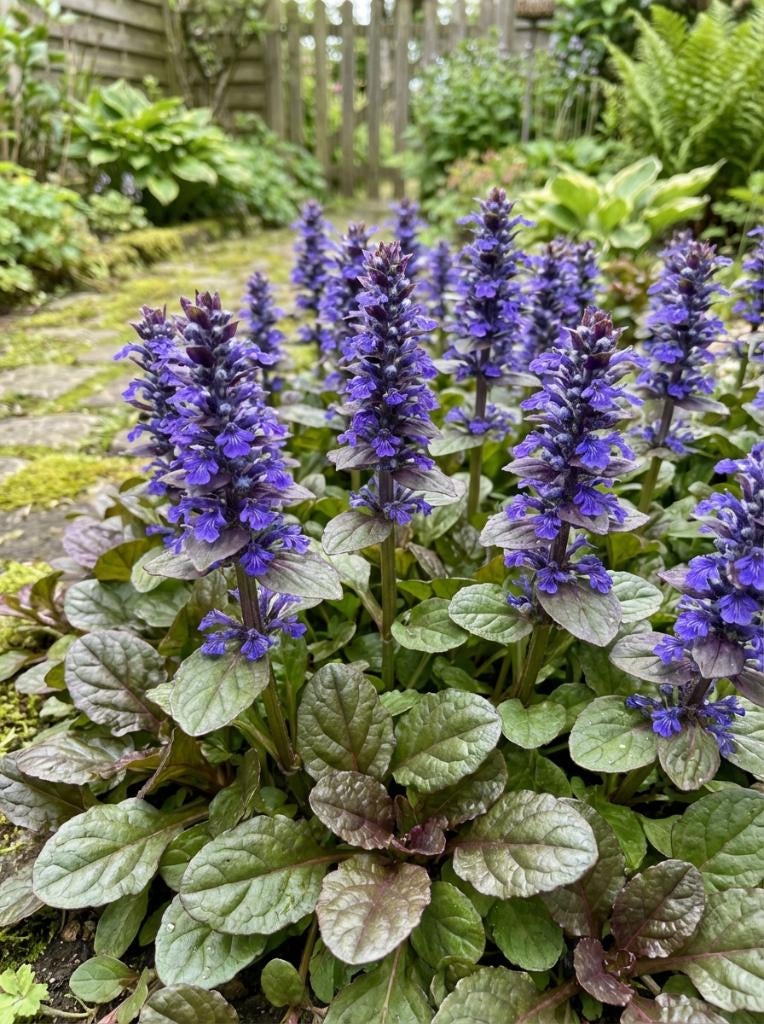 kuipend zennegroen, paarse bodembedekker, Tuin en Terras, Planten | Tuinplanten, Ophalen, Bodembedekkers, Vaste plant, Halfschaduw