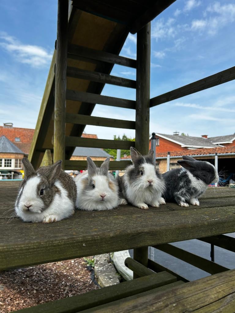 konijntjes 7 weken oud, Dieren en Toebehoren, Konijnen, Meerdere dieren, Klein, 0 tot 2 jaar