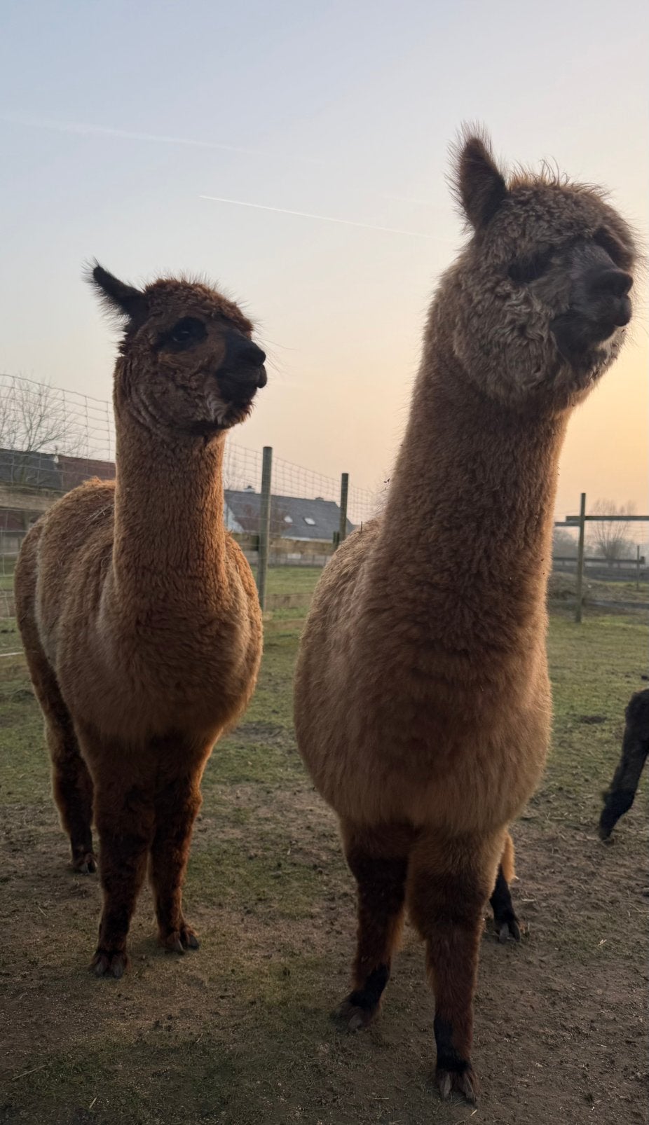 Twee alpacamerries te koop - geboren juni 2025, Dieren en Toebehoren, Overige Dieren, Vrouwelijk, Juni