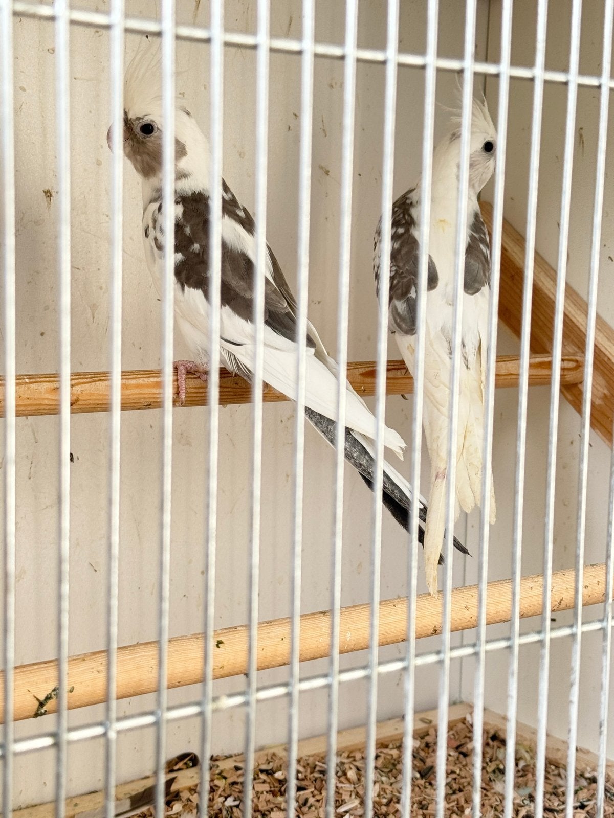 Couple de calopsittes à vendre, Animaux & Accessoires, Plusieurs animaux, Bagué