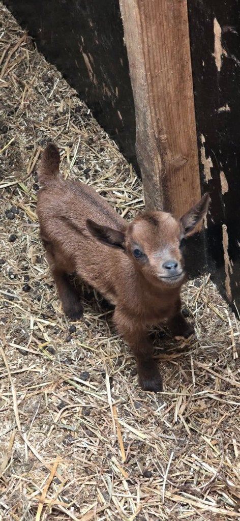 Prachtig Handtam Jong Abrikoos Dwerggeit Mieke, Dieren en Toebehoren
