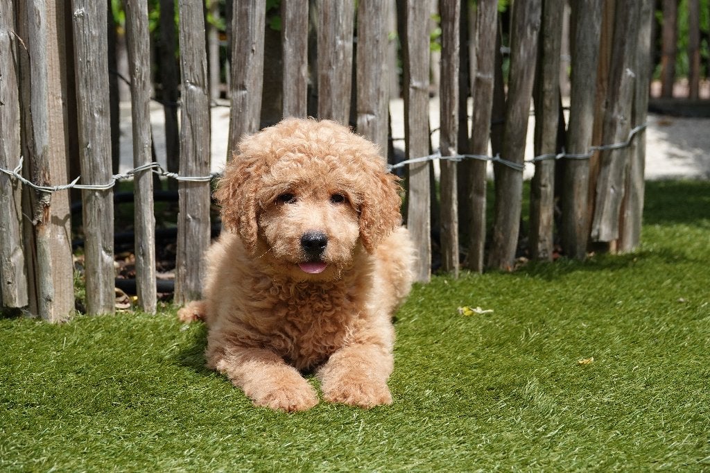 Prachtige abrikoze medium Labradoodle pups, met stamboom, Dieren en Toebehoren, Honden | Retrievers, Spaniëls en Waterhonden, België