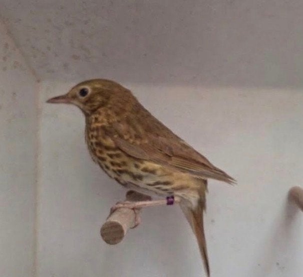 3 zanglijster mannen 2026 wildkleur, Dieren en Toebehoren, Mannelijk, Geringd