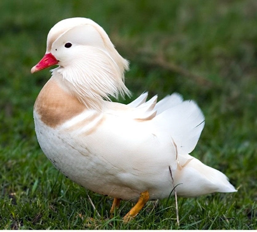 Eenden, Dieren en Toebehoren