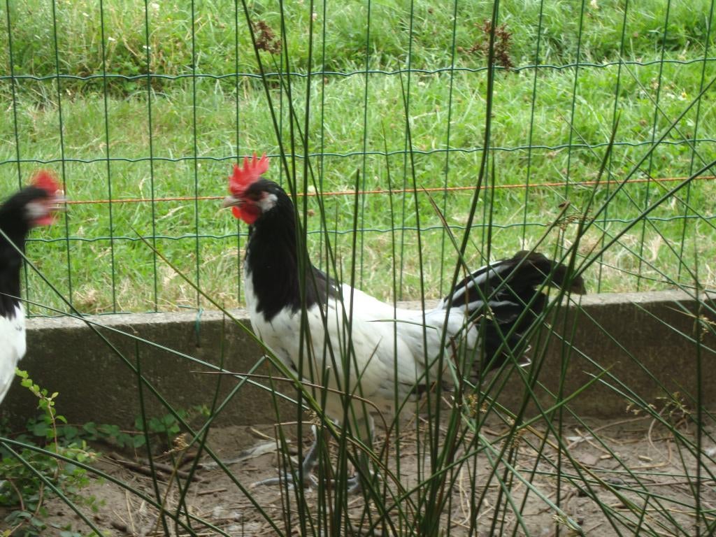 Broedeieren Lakenvelder kippen, Dieren en Toebehoren, Pluimvee, Geslacht onbekend, Kip