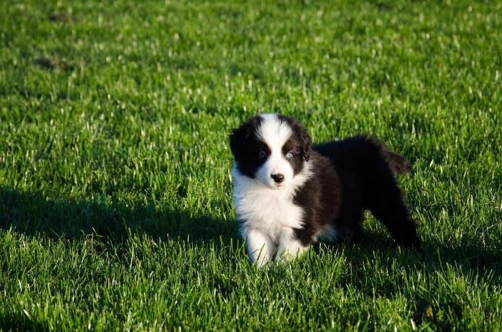 Border Collie pups geboren op boerderij, Animaux & Accessoires, Chiens | Bergers & Bouviers, 8 à 15 semaines, Colley, Plusieurs
