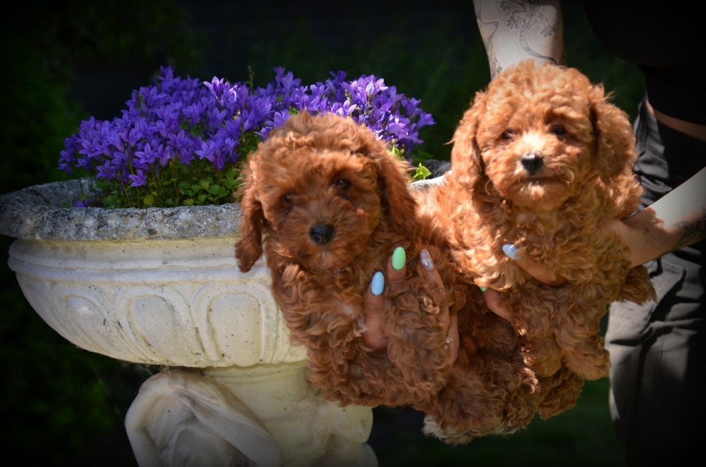 Poedel pups abrikoos, Poedel, Parvo, België, 8 tot 15 weken