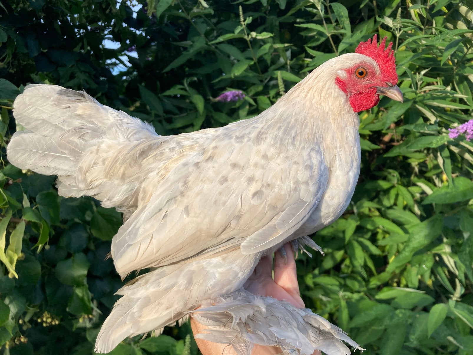 Nederlandse sabelpootkriel, Dieren en Toebehoren, Pluimvee, Kip