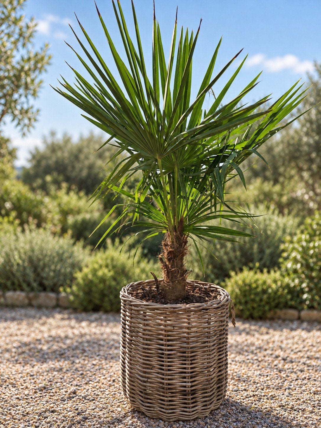 Winterharde palmboom Trachycarpus Fortunei, Tuin en Terras, Ophalen
