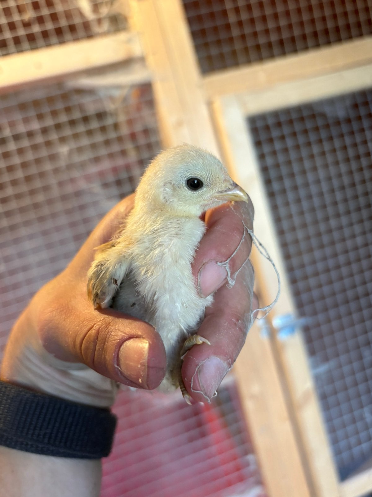 Serema kuikens, Dieren en Toebehoren, Pluimvee, Geslacht onbekend, Kip