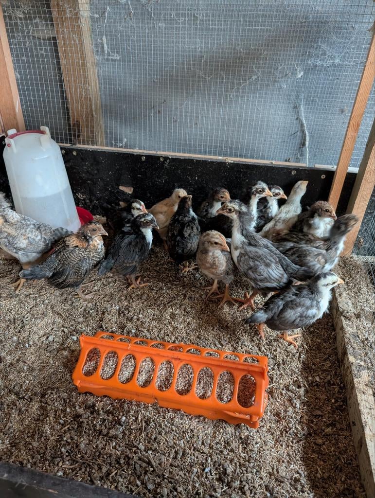 Poulets aux fleurs suédoises, Animaux & Accessoires