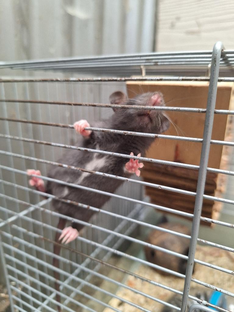 Ratjes, huisdier of voederrat, Dieren en Toebehoren, Knaagdieren, April, Meerdere dieren, Rat
