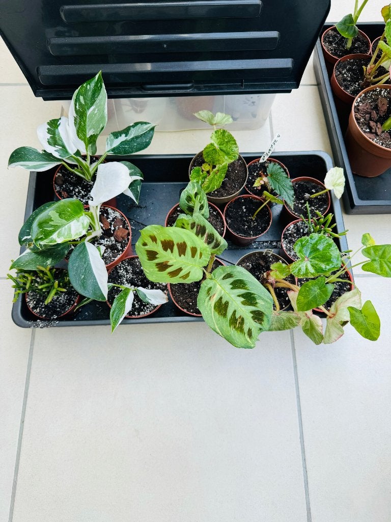 Urban jungle planten te koop !!, Huis en Inrichting, Kamerplanten, Ophalen, 200 cm of meer, Overige soorten, Halfschaduw