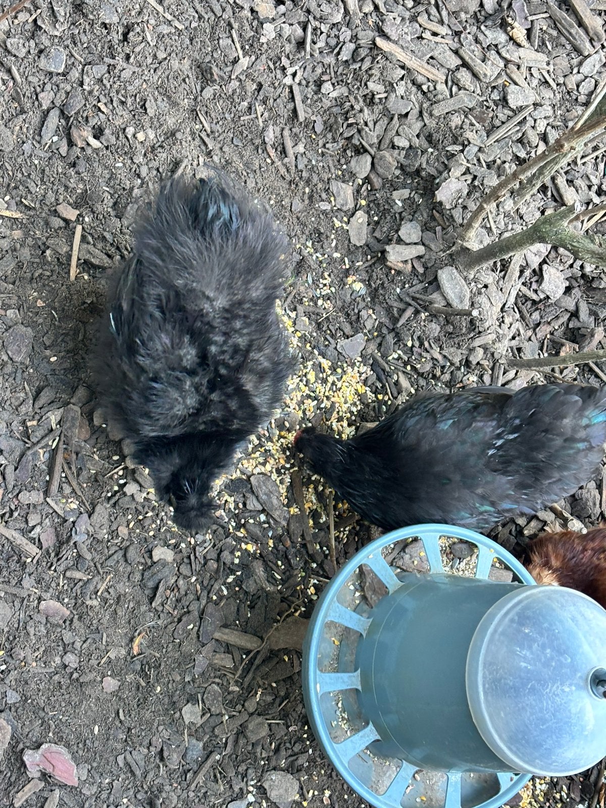 Zijdehoen hen, Dieren en Toebehoren, Meerdere dieren, Kip