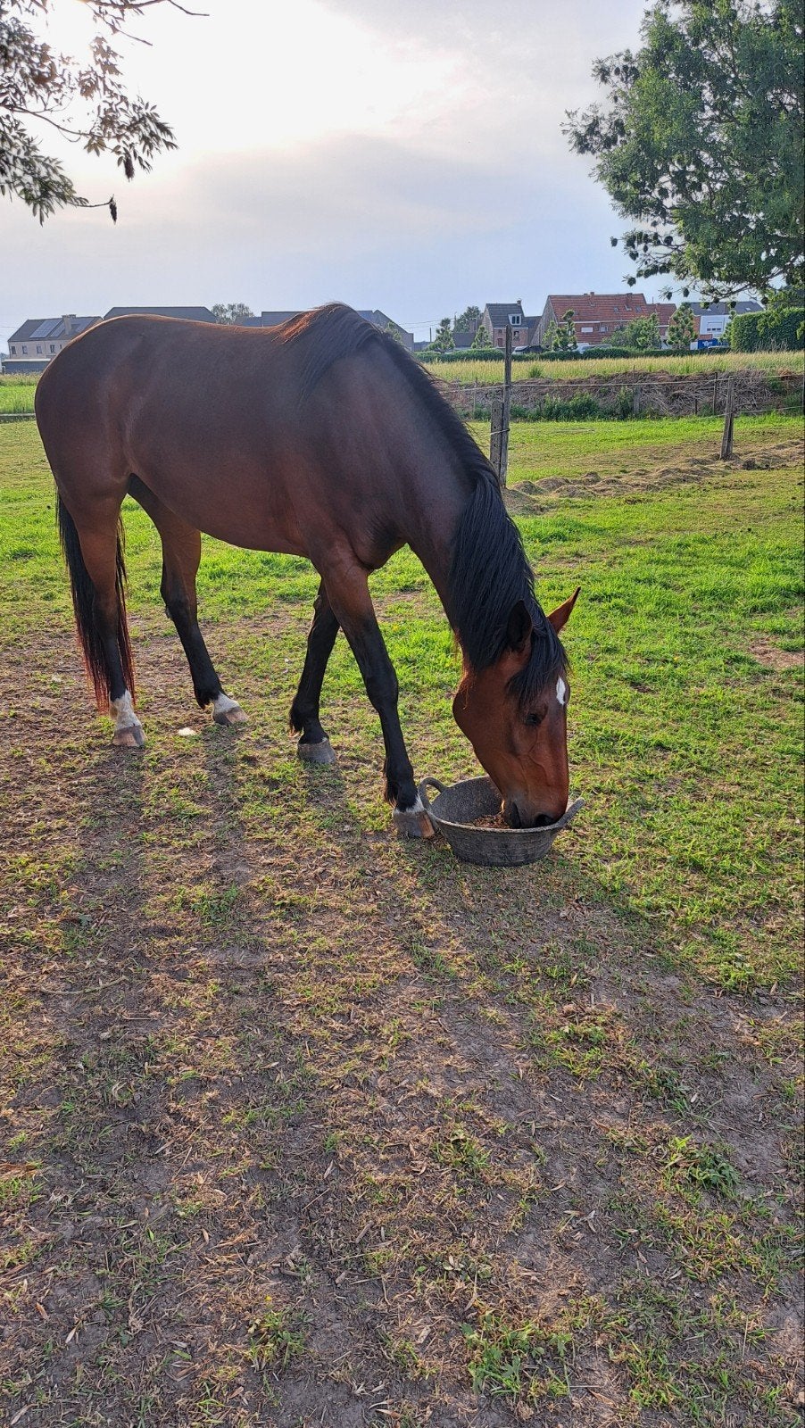 Merrie te koop, Merrie, Springpaard, Met stamboom, Zadelmak