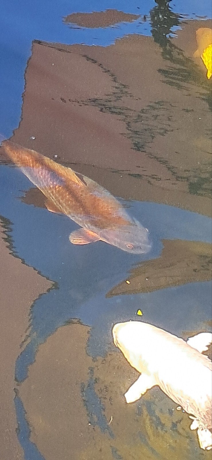 Chagoi, Dieren en Toebehoren