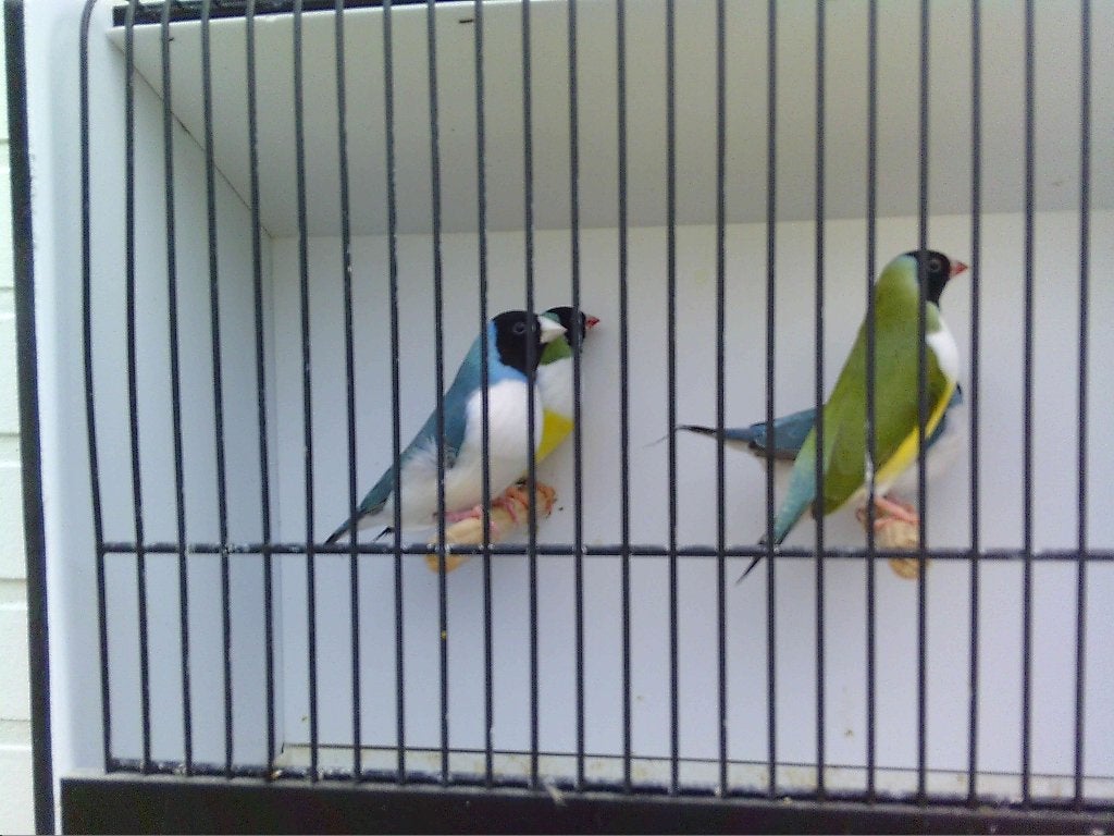 GOULDS BLAUW X SPLITBLAUW + PASTELMANNEN SPLITBLAUW, Dieren en Toebehoren, Tropenvogel, Geringd