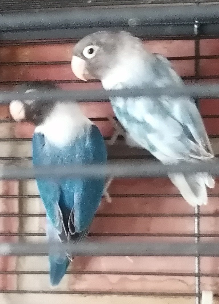 agapornide personata (dwergpapegaai)