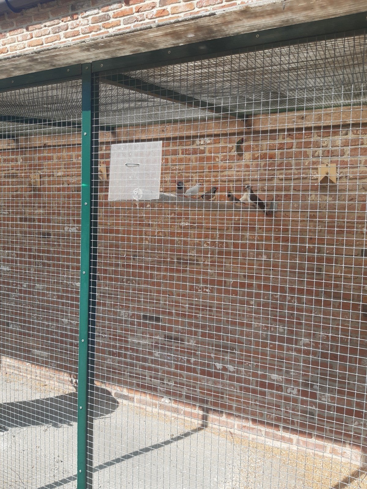 tamboerijn duiven en gouldamandine, Dieren en Toebehoren, Ophalen