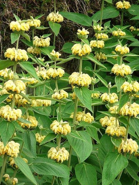 vaste plant, Tuin en Terras, Planten | Tuinplanten, Ophalen, Vaste plant