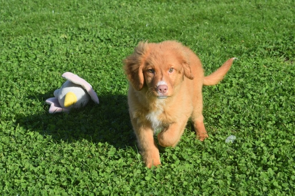 Nova Scotia duck tolling retriever pup, België, 15 weken tot 1 jaar, CDV (hondenziekte), Meerdere