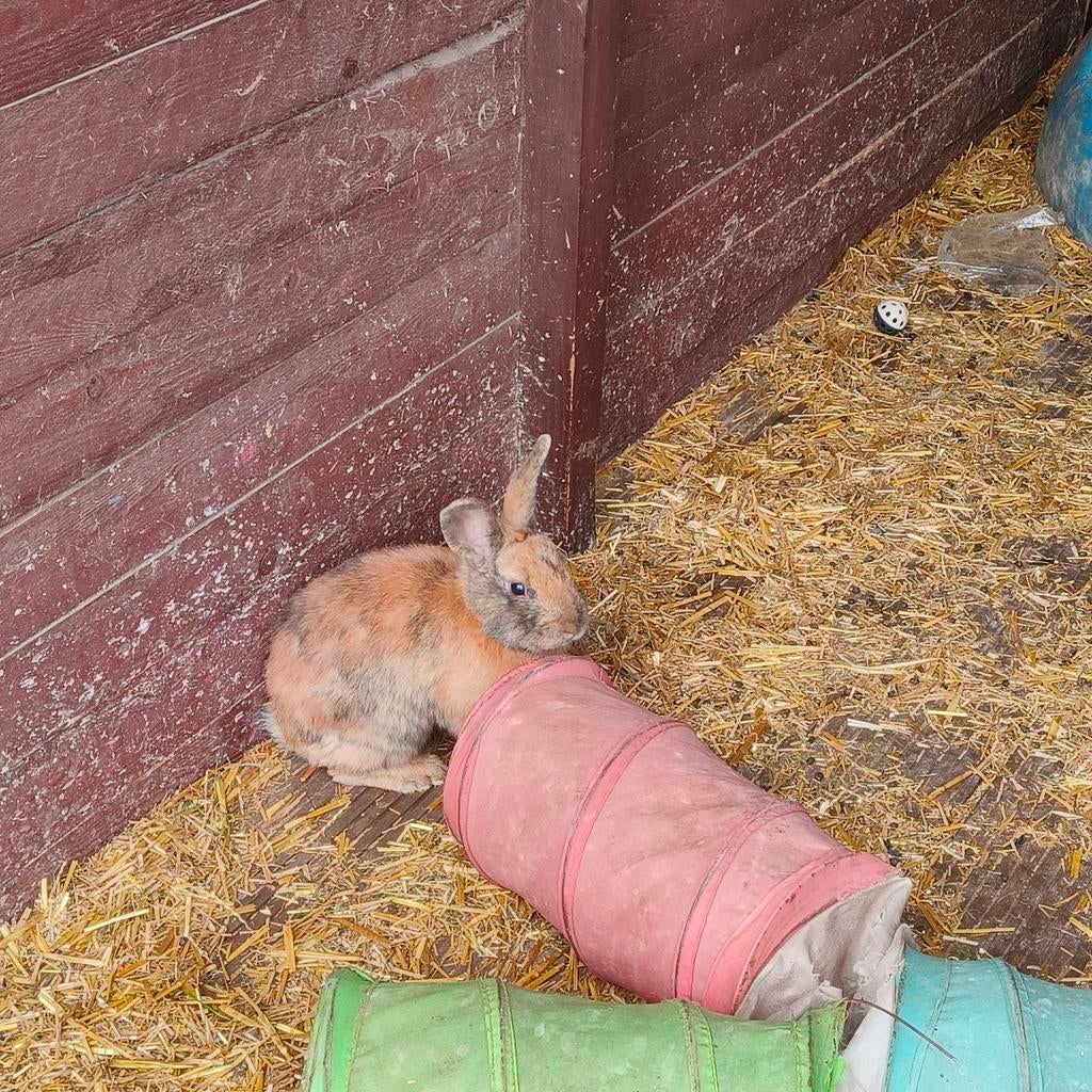 Lapins (3), Avril, Mâle, Domestique