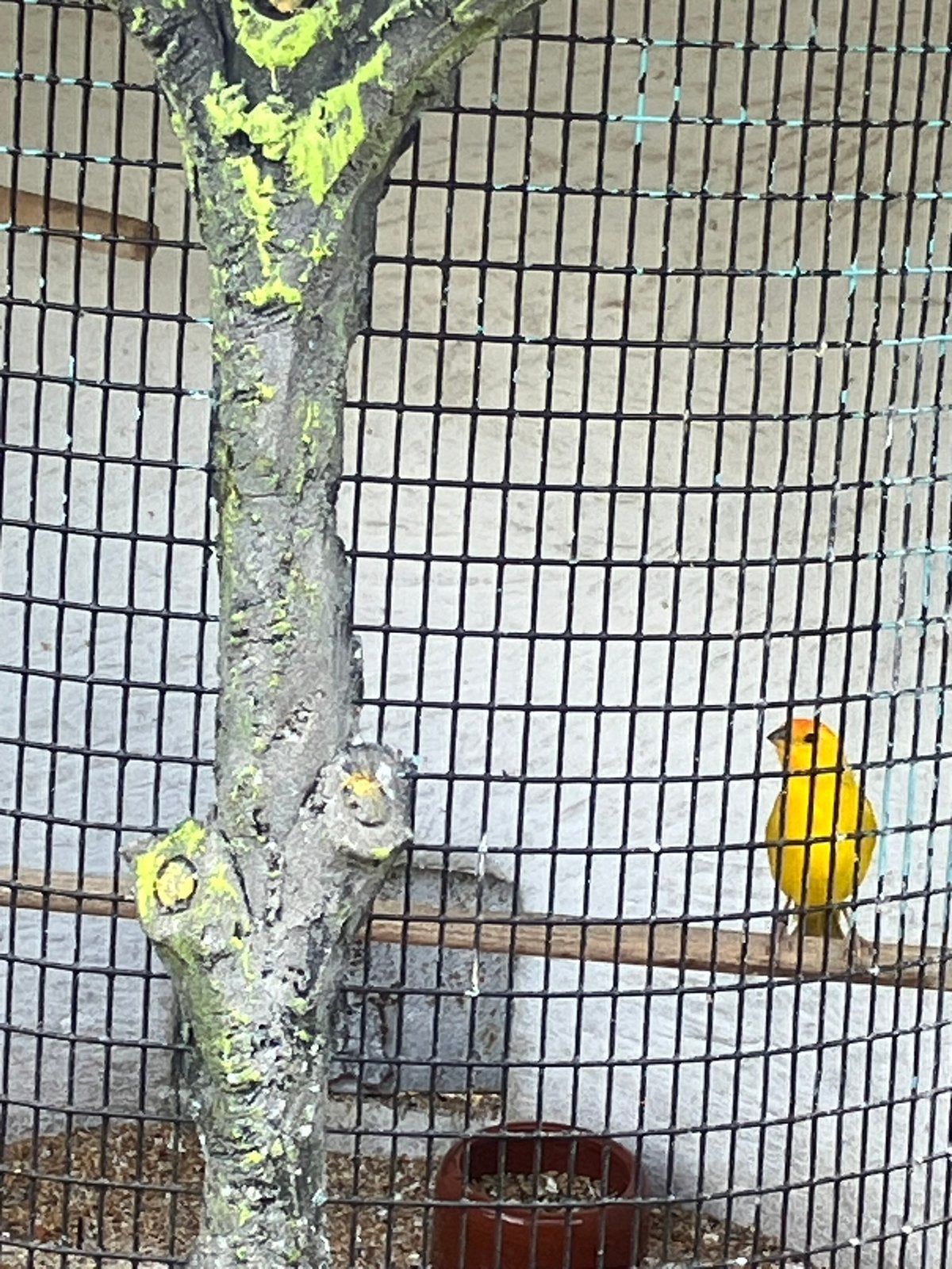 Vogels, Vrouwelijk