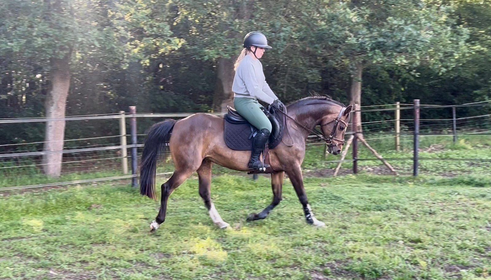 Prachtige pony, Animaux & Accessoires, Poneys, Jument, B, Poney D (1.37 m à 1.48m), Poney de dressage, 7 à 10 ans, Avec pedigree
