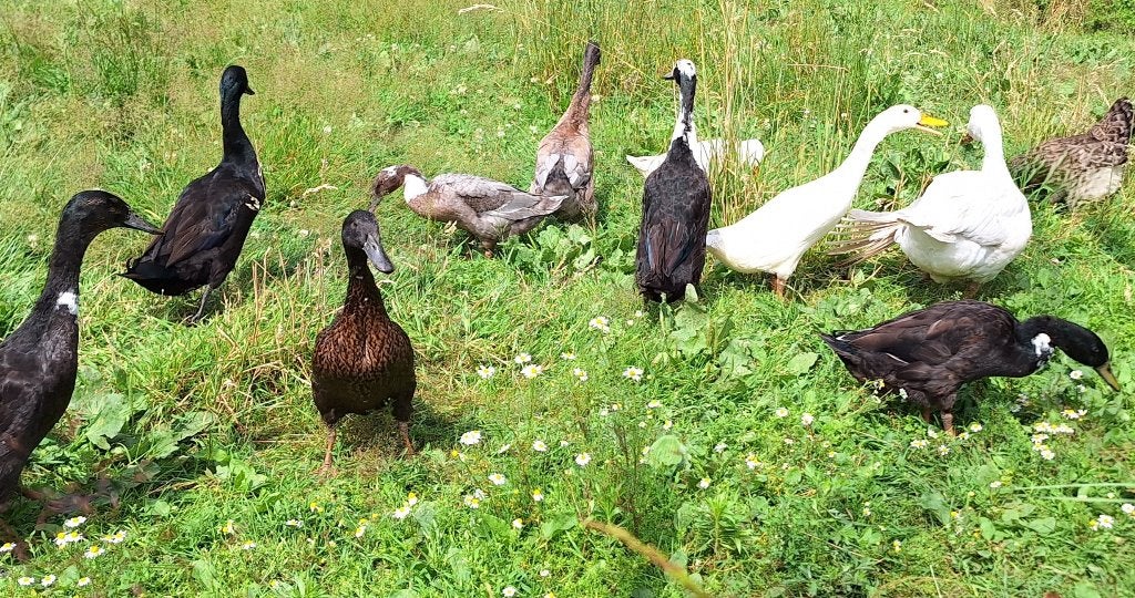 Kuikens van Indische loopeenden, Meerdere dieren, Eend