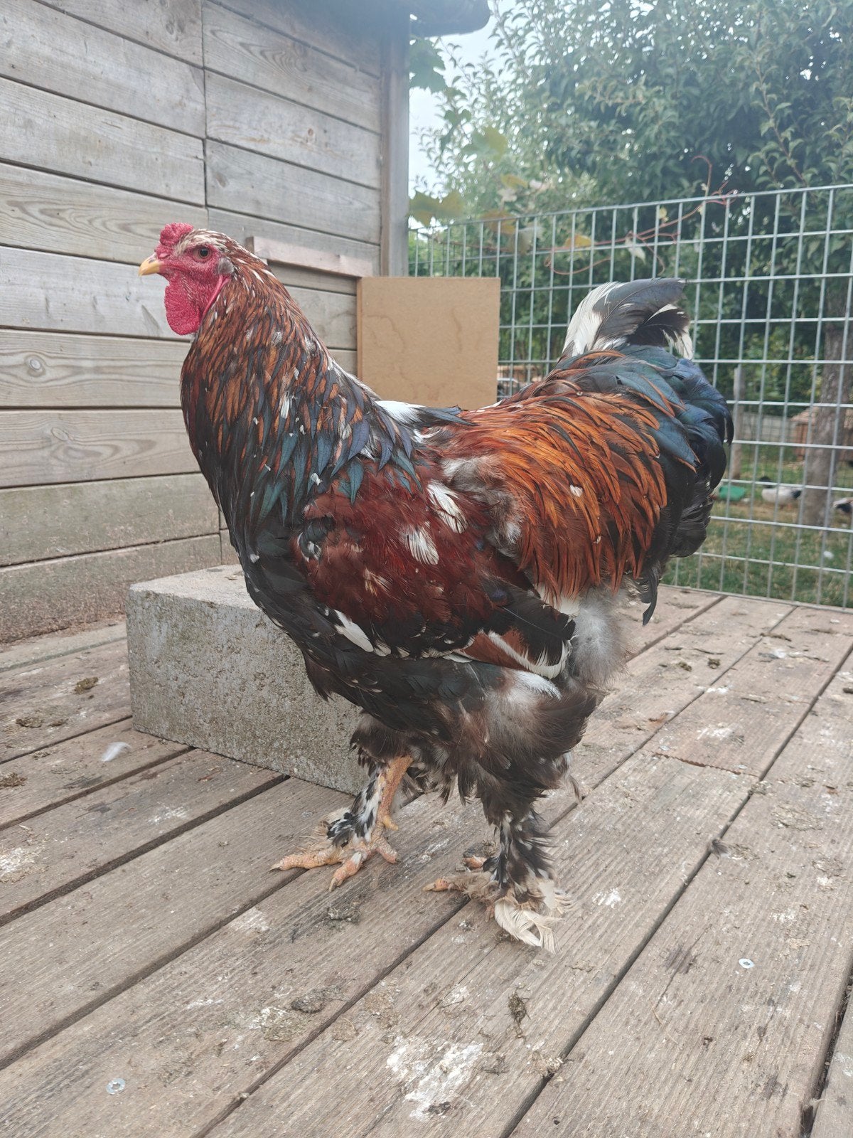 brahma roodporselein haan, Dieren en Toebehoren, Pluimvee