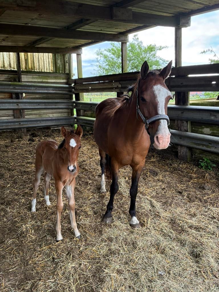 Brp merrie veulen, Dieren en Toebehoren, Pony's, Merrie, Springpony, Met stamboom, 0 tot 2 jaar