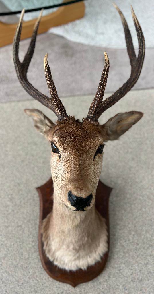 taxidermie hertenkop op een houten schild, Verzamelen, Dierenverzamelingen, Ophalen, Zo goed als nieuw, Hert, Opgezet dier