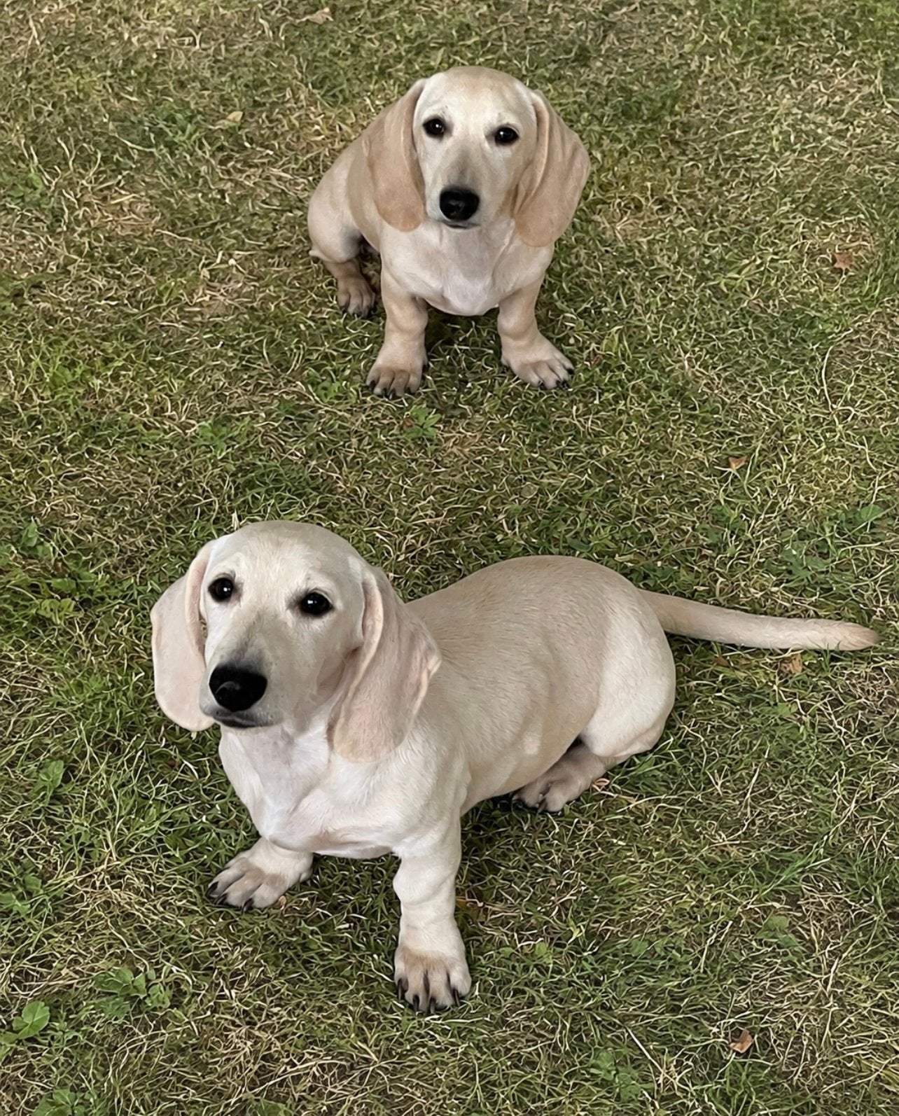 teckel pups,cream,kortharig,dwerg,reu, Dieren en Toebehoren, België, Reu, 8 tot 15 weken, Korthaar