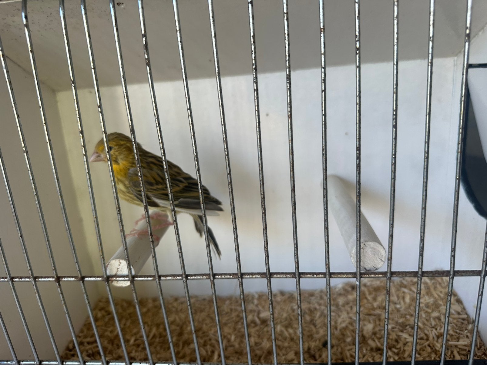 Canari male 2026, Animaux & Accessoires