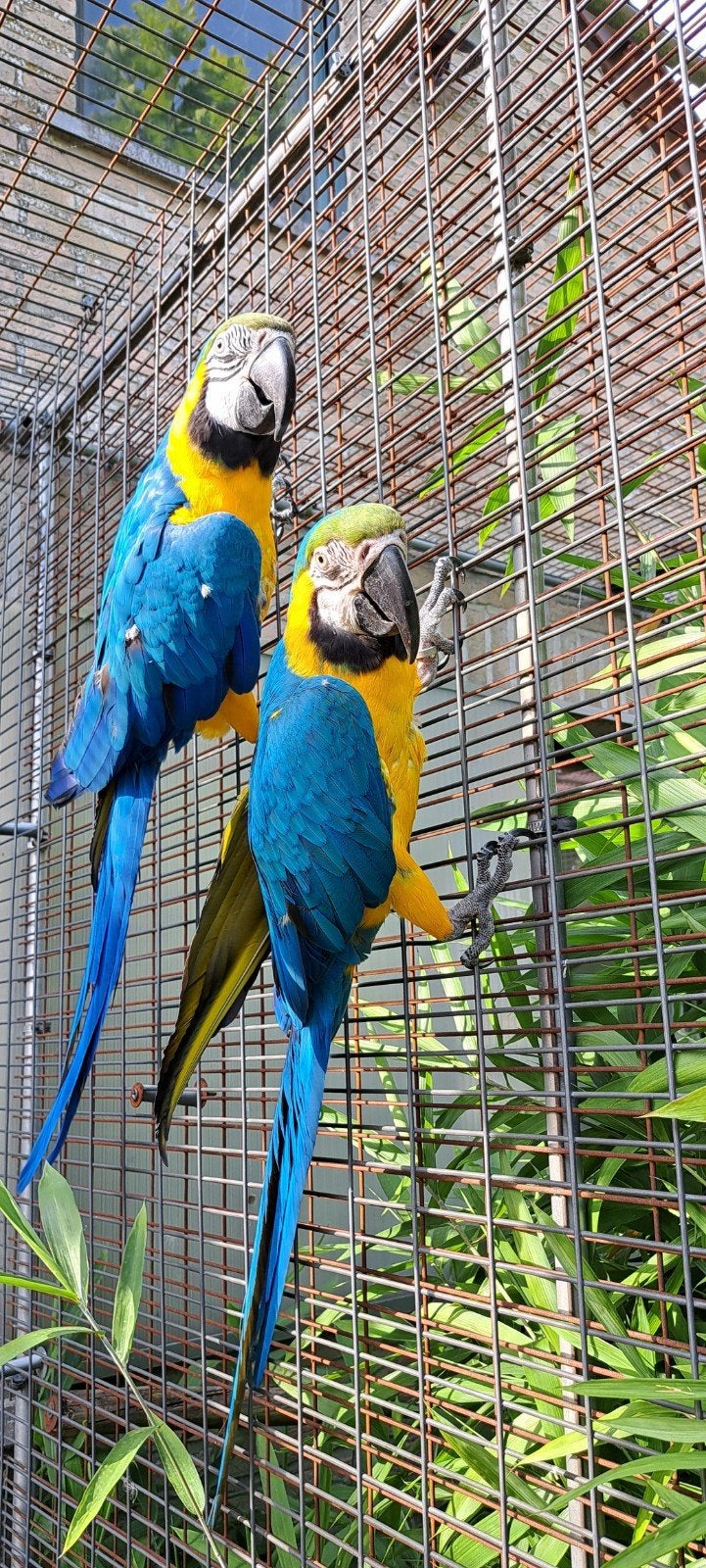 blauwgele ara koppel (broedrijp 6 jaar oud), Dieren en Toebehoren, Vogels | Parkieten en Papegaaien